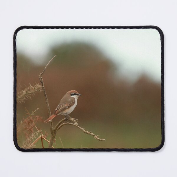 Item preview, Turkmenistan shrike designed and sold by miradorpictures.