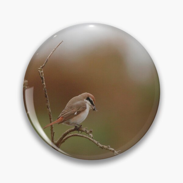 Item preview, Shrike supper designed and sold by miradorpictures.