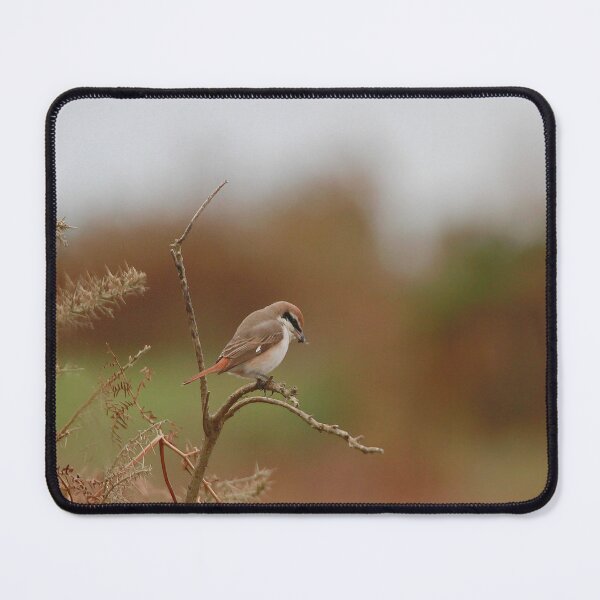 Item preview, Shrike supper designed and sold by miradorpictures.