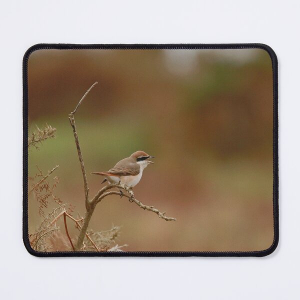 Item preview, Screaming shrike designed and sold by miradorpictures.