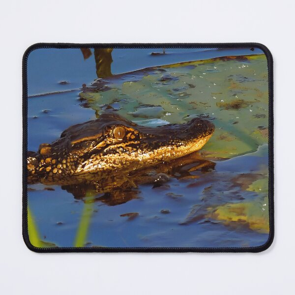 Item preview, Young Louisiana Alligator designed and sold by Wait, Watch and Wander Shop.