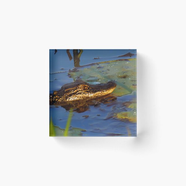 Item preview, Young Louisiana Alligator designed and sold by Wait, Watch and Wander Shop.