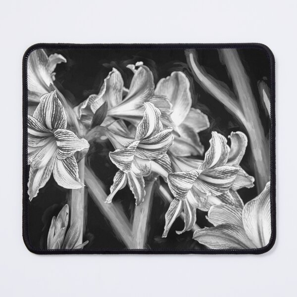 Item preview,  Sweet Lillian Amaryllis B&W designed and sold by RichFrancoCars.
