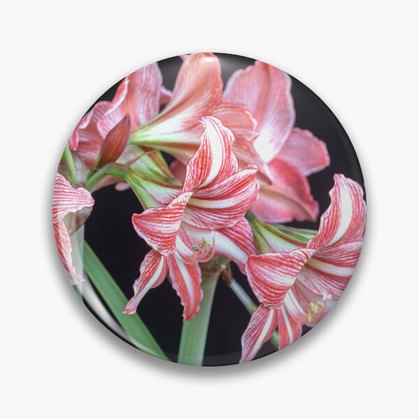 Item preview, Sweet Lillian Amaryllis B&W designed and sold by RichFrancoCars.