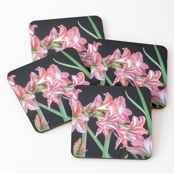 Item preview, Sweet Lillian Amaryllis B&W designed and sold by RichFrancoCars.