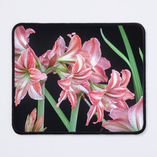 Item preview, Sweet Lillian Amaryllis B&W designed and sold by RichFrancoCars.