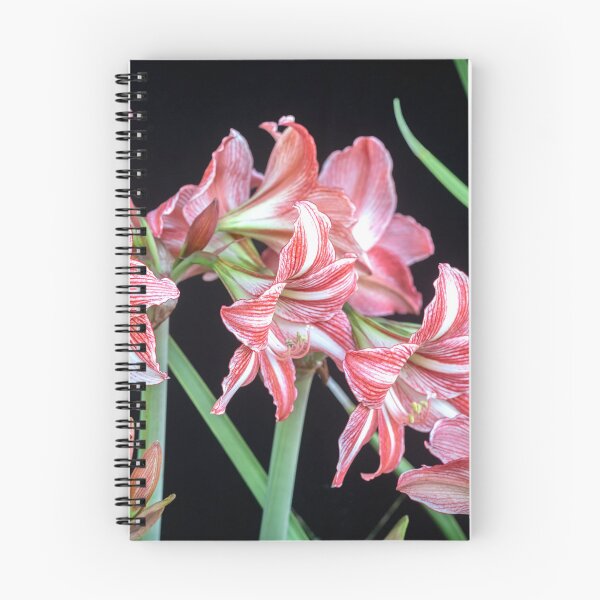 Item preview, Sweet Lillian Amaryllis B&W designed and sold by RichFrancoCars.