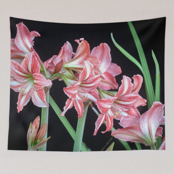 Item preview, Sweet Lillian Amaryllis B&W designed and sold by RichFrancoCars.