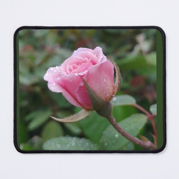 Item preview, Pink Sweetheart Rose with Dew designed and sold by boldtvillemayor.