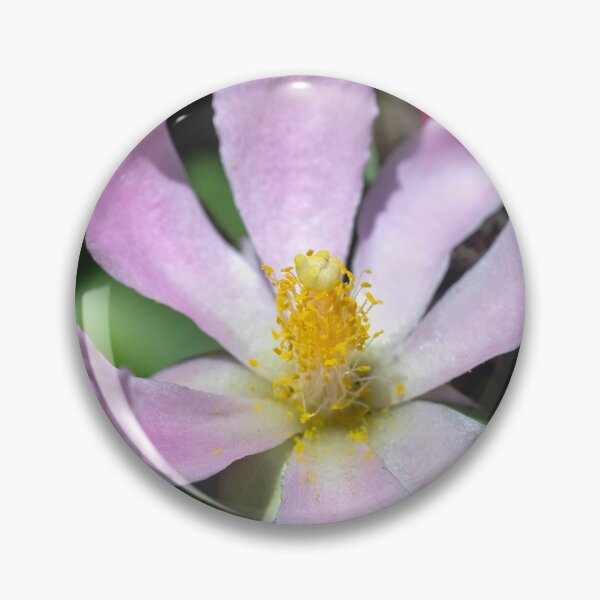 Item preview, Pink Rose Cactus Pereskia designed and sold by RichFrancoCars.