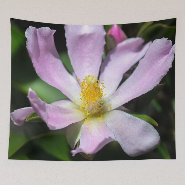 Item preview,  Pink Rose Cactus Pereskia  designed and sold by RichFrancoCars.