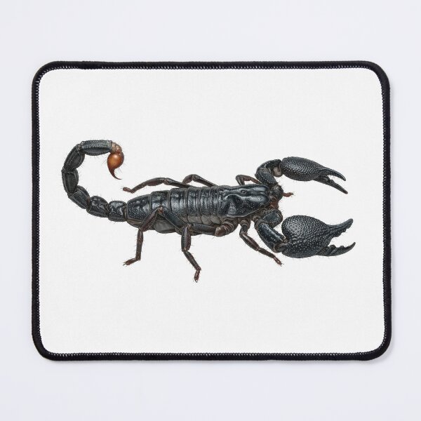 Item preview, Emperor Scorpion Pandinus imperator designed and sold by Chaoscience.