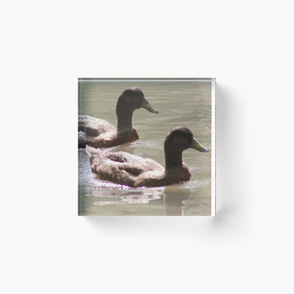 Item preview, Mallard Ducks Swimming designed and sold by WilesNailsPower.