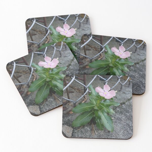 Item preview, Back-Alley Madagascar Periwinkle designed and sold by concretebotany.