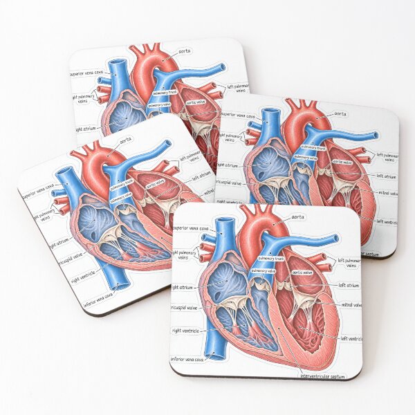 Item preview, Anatomy Heart Chambers Physical Therapy Sticker designed and sold by isokinetic.