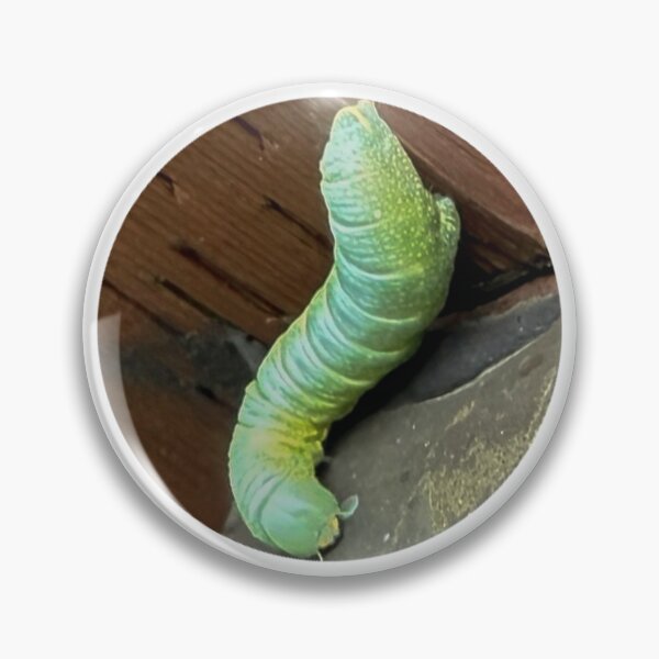 Item preview, Caterpillar on Sign designed and sold by Big Boom Creations.