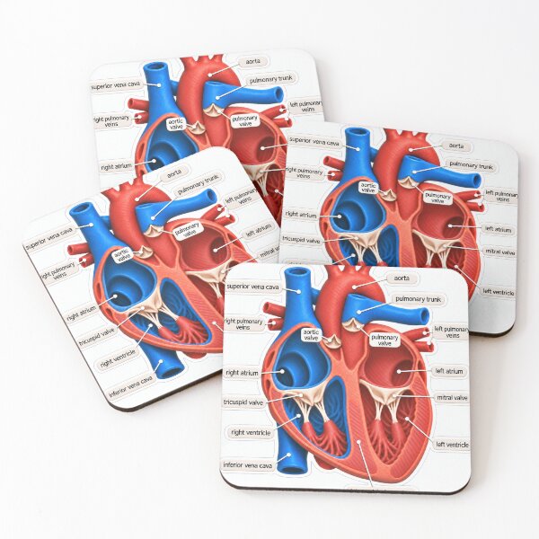 Item preview, Anatomy Heart Chambers Claymation Physical Therapy Sticker designed and sold by isokinetic.
