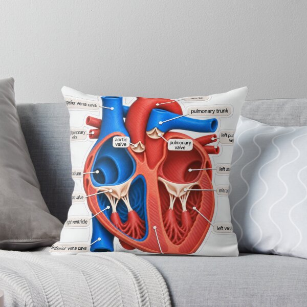 Item preview, Anatomy Heart Chambers Claymation Physical Therapy Sticker designed and sold by isokinetic.