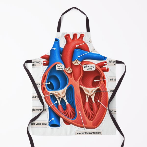 Item preview, Anatomy Heart Chambers Claymation Physical Therapy Sticker designed and sold by isokinetic.