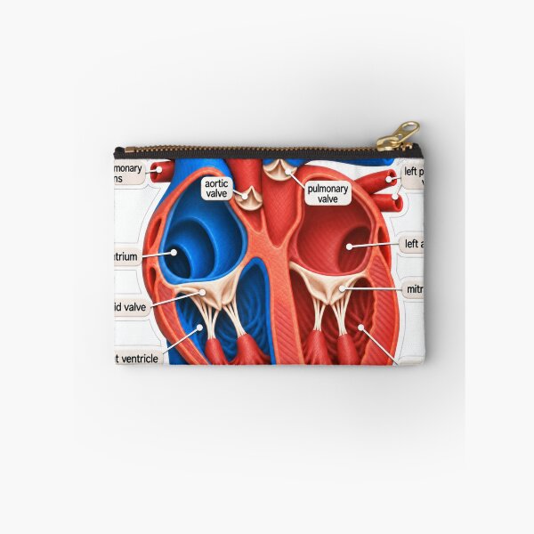 Item preview, Anatomy Heart Chambers Claymation Physical Therapy Sticker designed and sold by isokinetic.