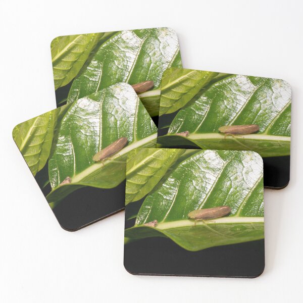 Item preview, froghopper designed and sold by ROSE ANN BANILAR.