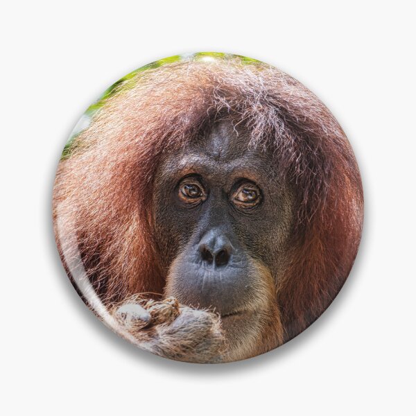 Artikelvorschau, Orang Utan 03 entworfen und verkauft von photograham.
