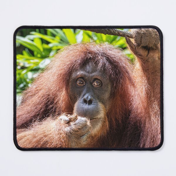 Artikelvorschau, Orang Utan 03 entworfen und verkauft von photograham.