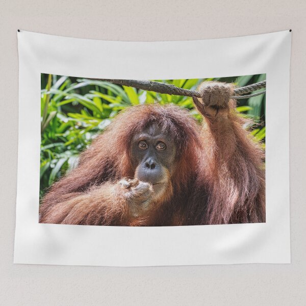Item preview, Orang Utan 03 designed and sold by photograham.