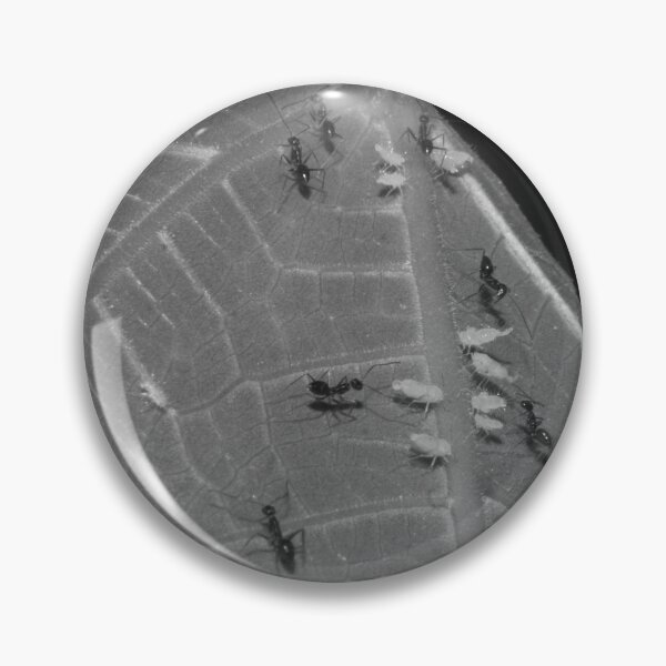 Item preview, B&W - Ants on Aphids designed and sold by ROSE ANN BANILAR.