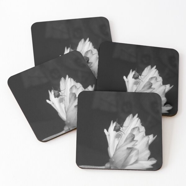 Item preview, B&W - Fly on a Cosmos Flower designed and sold by ROSE ANN BANILAR.