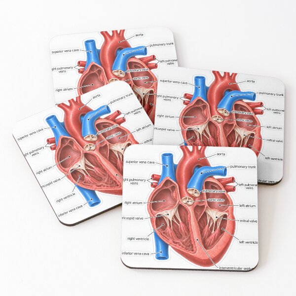 Item preview, Anatomy Heart Chambers 3D Physical Therapy Sticker designed and sold by isokinetic.