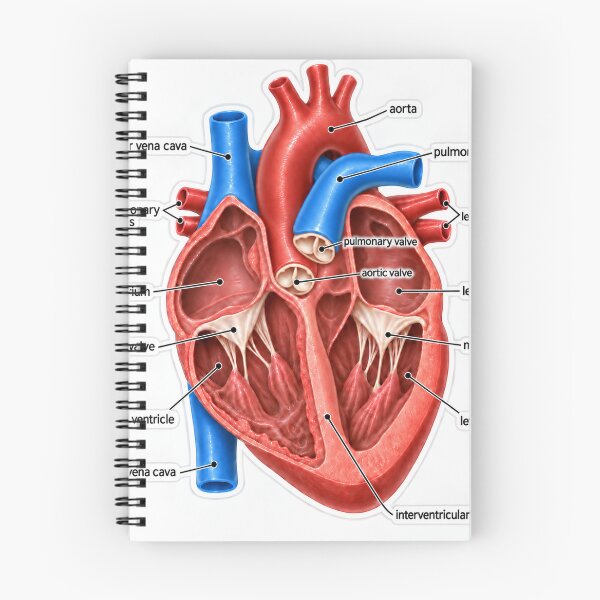 Item preview, Anatomy Heart Chambers 3D Physical Therapy Sticker designed and sold by isokinetic.