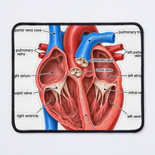 Item preview, Anatomy Heart Chambers 3D Physical Therapy Sticker designed and sold by isokinetic.