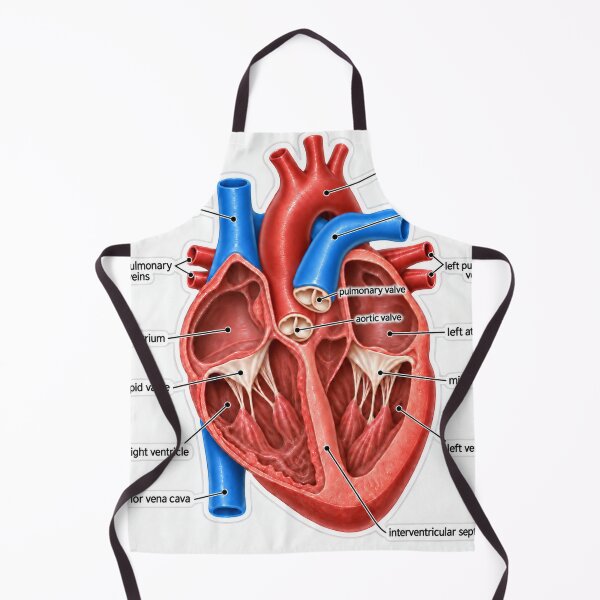 Item preview, Anatomy Heart Chambers 3D Physical Therapy Sticker designed and sold by isokinetic.