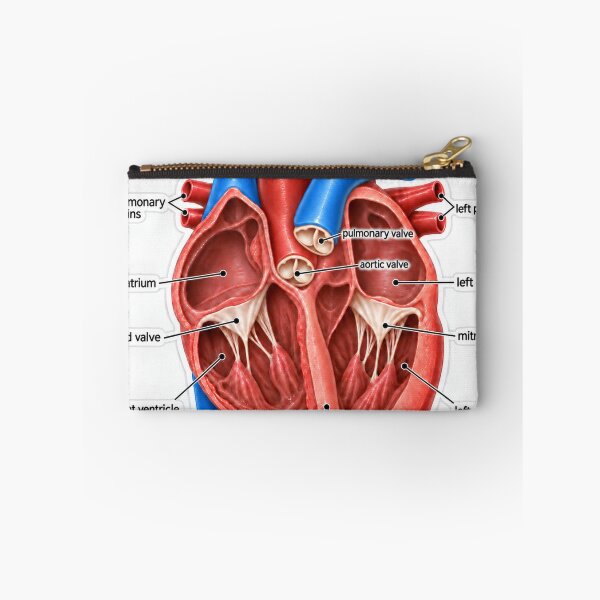 Item preview, Anatomy Heart Chambers 3D Physical Therapy Sticker designed and sold by isokinetic.