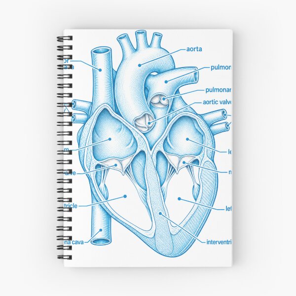 Item preview, Anatomy Heart Chambers Blueprint Physical Therapy Sticker designed and sold by isokinetic.