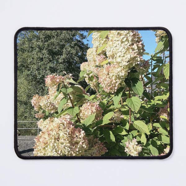 Item preview, Creamy Pink Hydrangea Blossoms designed and sold by PhuongVoArt.