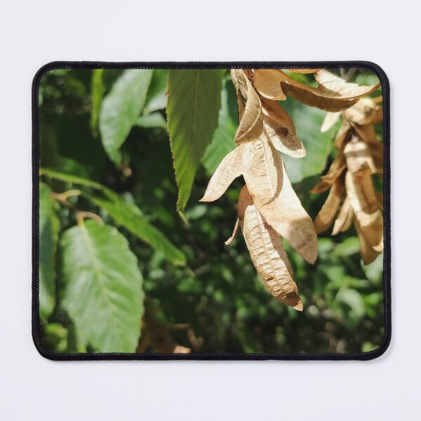 Item preview, Dried Winged Seeds on Green Leaves designed and sold by PhuongVoArt.