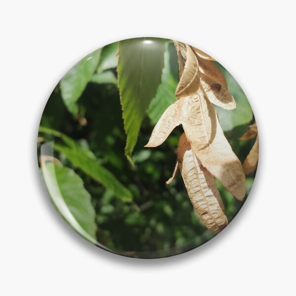 Item preview, Dried Winged Seeds on Green Leaves designed and sold by PhuongVoArt.