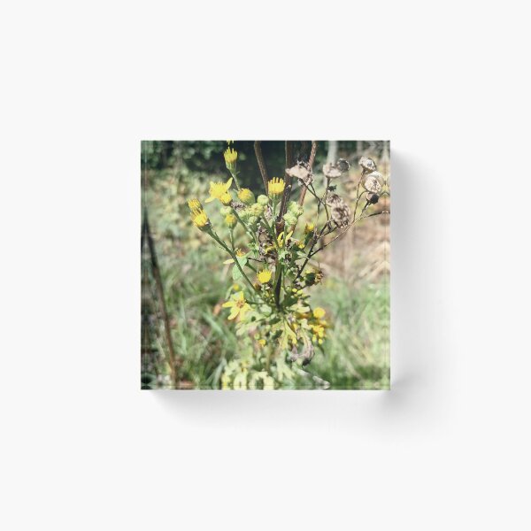 Artikelvorschau, Yellow Wildflowers in Sunlight entworfen und verkauft von PhuongVoArt.