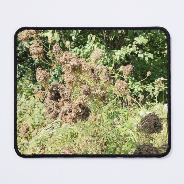 Item preview, Dried Wildflower Seed Heads in Nature designed and sold by PhuongVoArt.