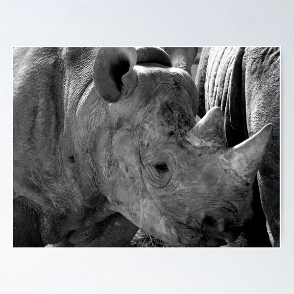 Item preview, Baby Rhino designed and sold by Rob Parsons (Just a Walker with a Camera).
