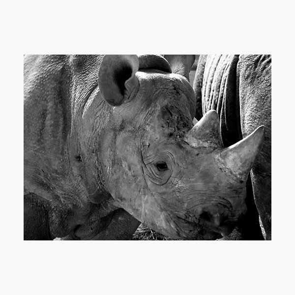 Item preview, Baby Rhino designed and sold by Rob Parsons (Just a Walker with a Camera).
