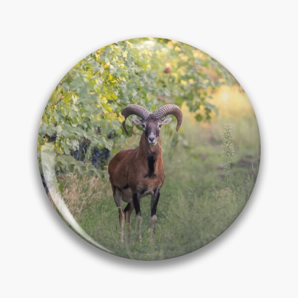 Item preview, Mouflon Ram Among the Vineyard Rows designed and sold by gabormedve.