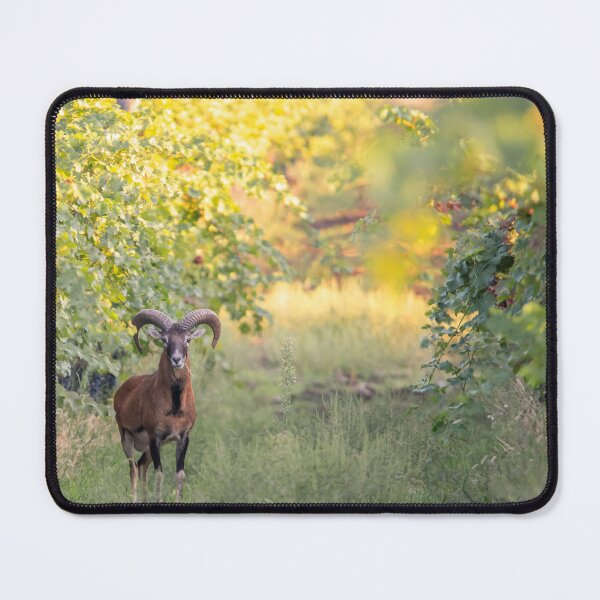 Item preview, Mouflon Ram Among the Vineyard Rows designed and sold by gabormedve.