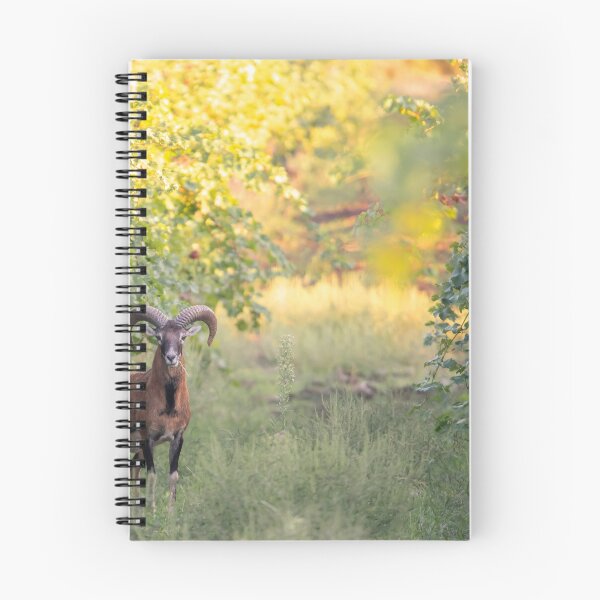 Item preview, Mouflon Ram Among the Vineyard Rows designed and sold by gabormedve.