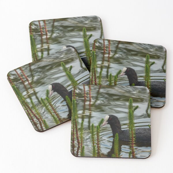 Item preview, Coot Amongst The Tails designed and sold by Eidetic Photos.