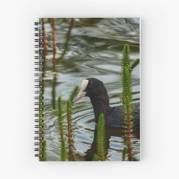 Item preview, Coot Amongst The Tails designed and sold by Eidetic Photos.