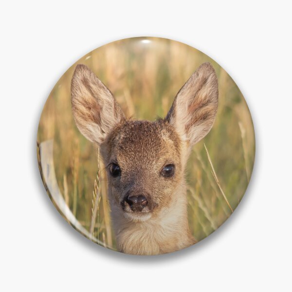Item preview, Young Roe Deer Portrait in Golden Light designed and sold by Medve Photography & Design.