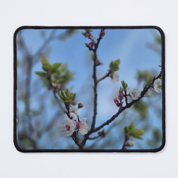 Item preview, Blushing Spring: Cherry Blossoms Under Cerulean Skies designed and sold by NaturalChroma.